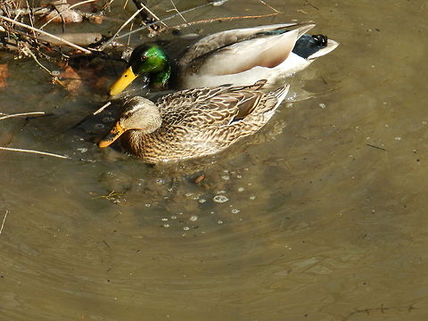 ANAS Platyrhynchos!!! Another word is the Mallards. Male and female Mallard, Waterfowl family Anas platyrhynchos,Geotagged,Mallard,United States