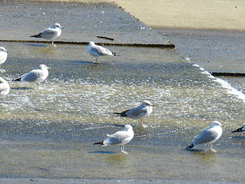 Larus delawarenis Ring-billed gull, gull and tern family Geotagged,Larus delawarensis,Ring-billed Gull,United States