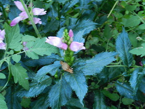 Chelone obliqua  Chelone obliqua,Red Turtlehead