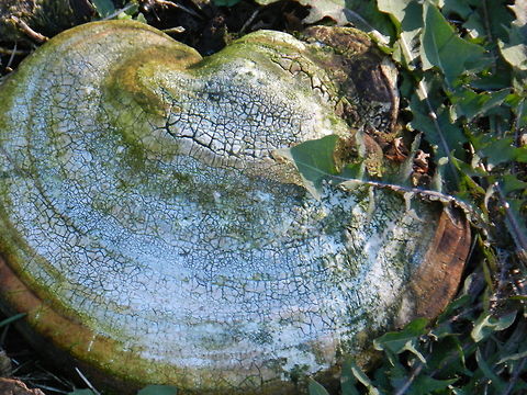 Ganoderma applanaturn Artist's Fungus, Bracket family Artist's Fungus,Ganoderma applanatum,Geotagged,United States