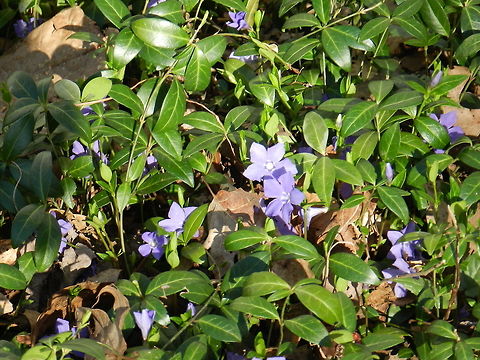 Vinca Minor Periwinkle, running myrtle, Dogbane family Vinca minor