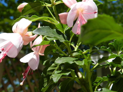 Fuchsia unknown species