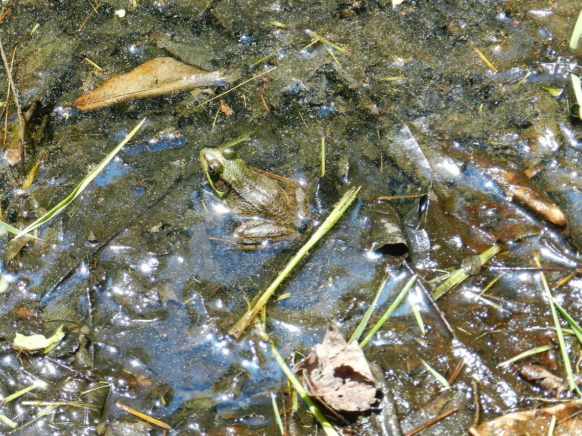 Rana Clamitans Green Frog Geotagged,Green Frog,Green frog,Lithobates clamitans,Rana clamitans,United States