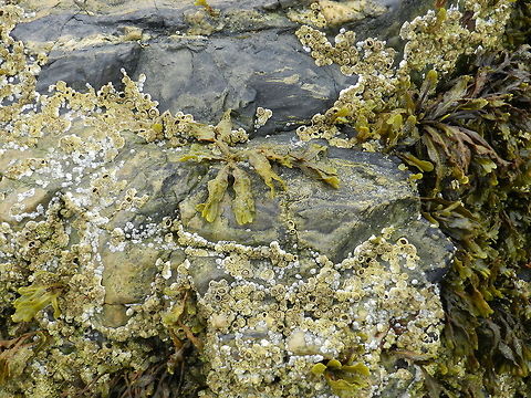 Mix of living organism on seashore rock Species unknown Geotagged,United States