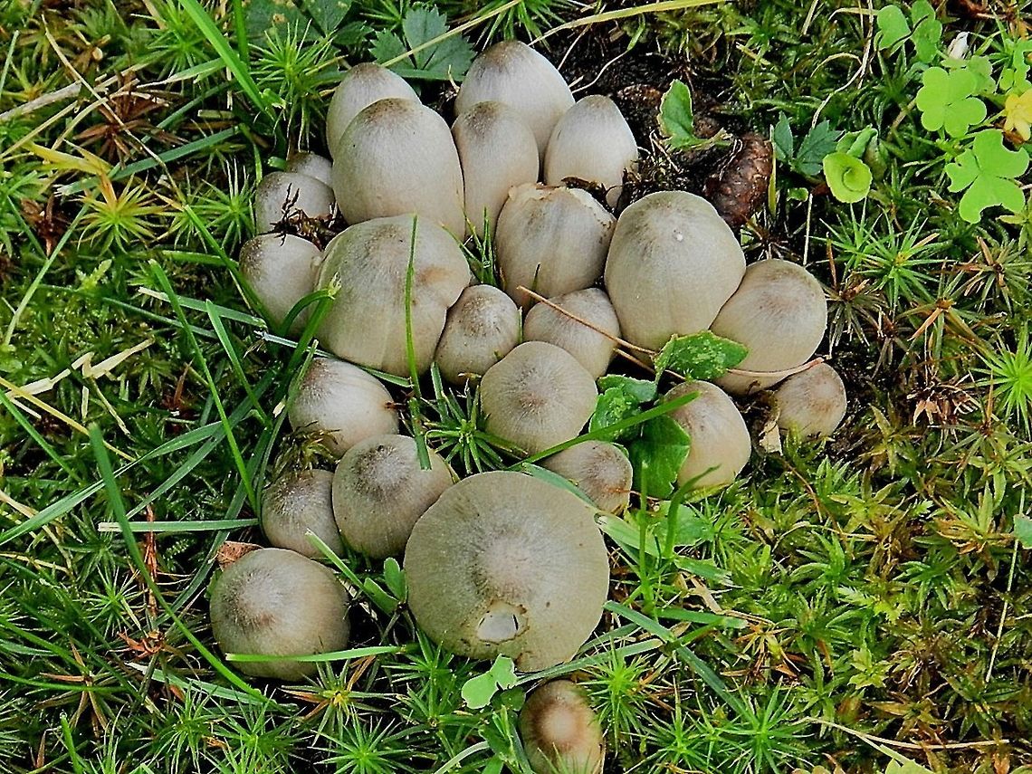 Coprinus atramentarius Alcohol Inky, INKY CAP Family Geotagged,United States