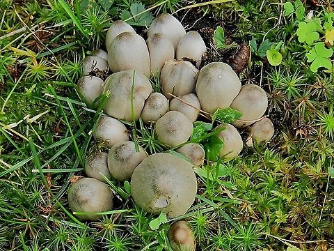 Coprinus atramentarius Alcohol Inky, INKY CAP Family Geotagged,United States