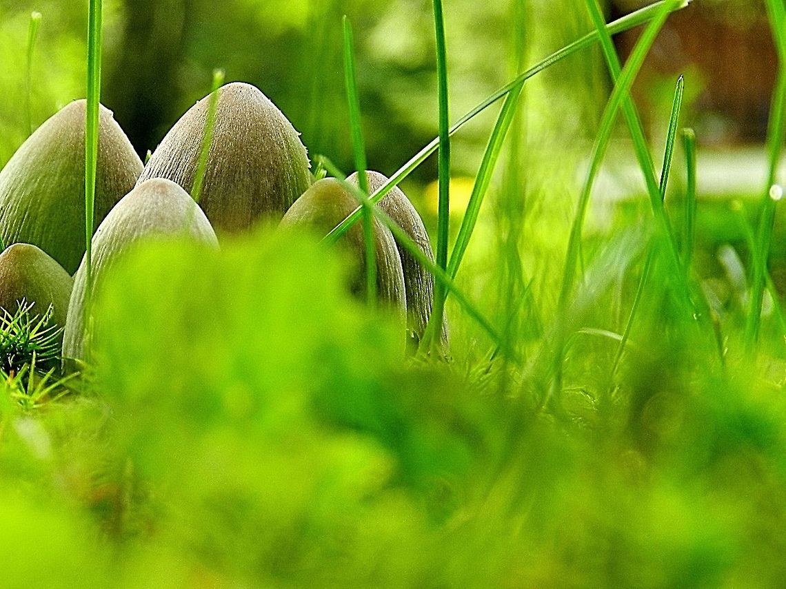 Alcohol Inky  Coprinopsis atramentaria,Geotagged,United States