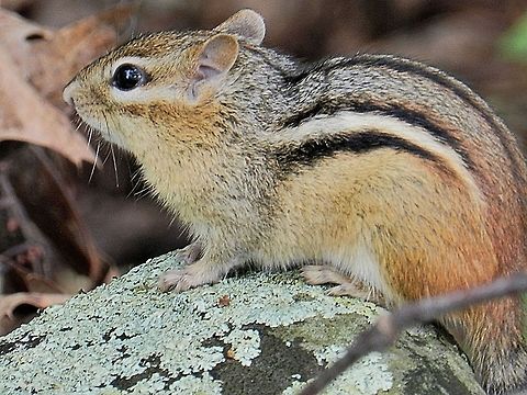 Tamias striatus  Eastern chipmunk,Geotagged,Tamias striatus,United States