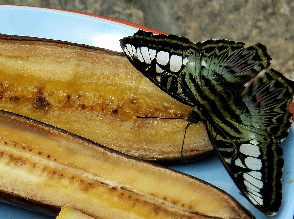 Parthenos Sylvia  Clipper,Parthenos sylvia