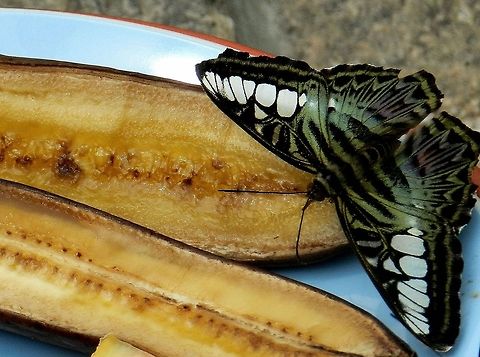Parthenos Sylvia  Clipper,Parthenos sylvia
