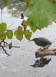 The elusive green heron  Geotagged,United States