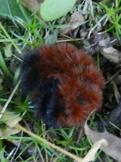 All curled up (Banded wooly bear) It is not going to be cold winter.  Banded woolly bear,Geotagged,Pyrrharctia isabella,United States