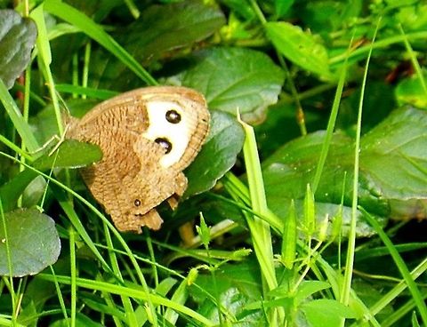 The common wood nymph  Cercyonis pegala,Common Wood-nymph,Geotagged,United States
