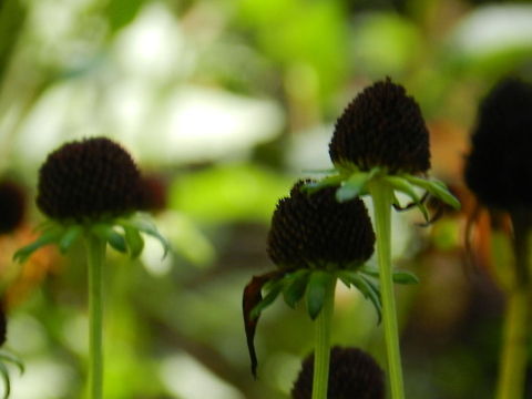 What's in a name Black eyed Susan in autumn. When flowers fade, beauty remains...also, a symbol for Justice.  Black-eyed Susan,Rudbeckia hirta