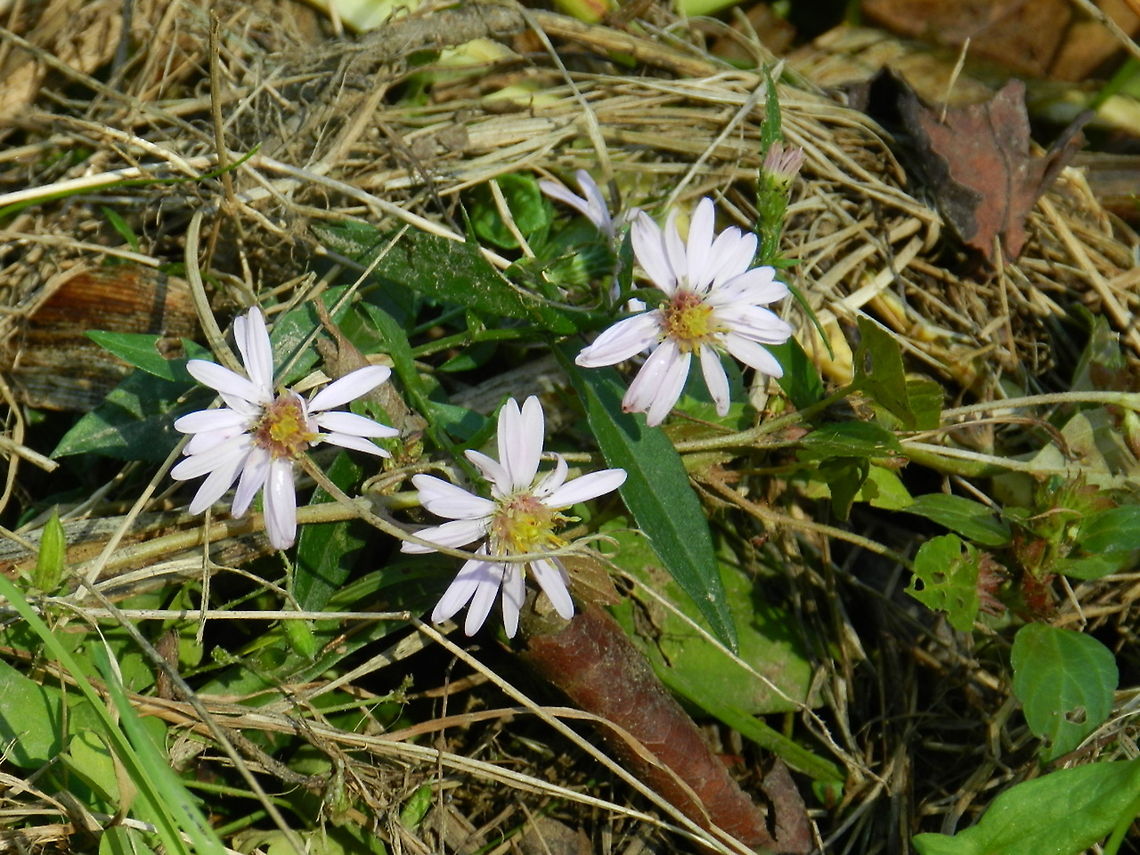 Wild flowers in the field  Geotagged,United States