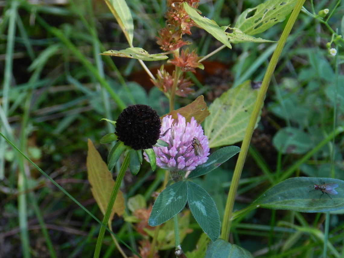 Cow grass Red Clover or Cow grass in the field. An introduced species that has become naturalized in all of United States and Canada with an exception of one province in Canada.  Invasive species,Red clover,Trifolium pratense