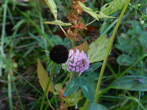 Cow grass Red Clover or Cow grass in the field. An introduced species that has become naturalized in all of United States and Canada with an exception of one province in Canada.  Invasive species,Red clover,Trifolium pratense