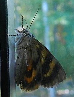 Maple Prominant Heterocampa biundata Heterocampa biundata,Wavy-lined Heterocampa Moth