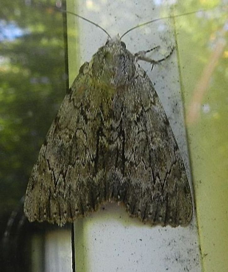 Maple Prominant Heterocampa biundata Heterocampa biundata,Wavy-lined Heterocampa Moth