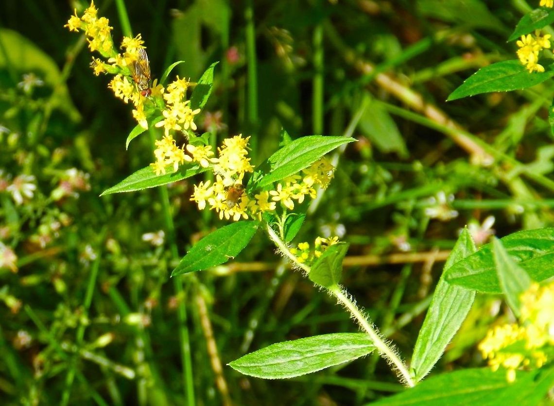 Yellow native flowers