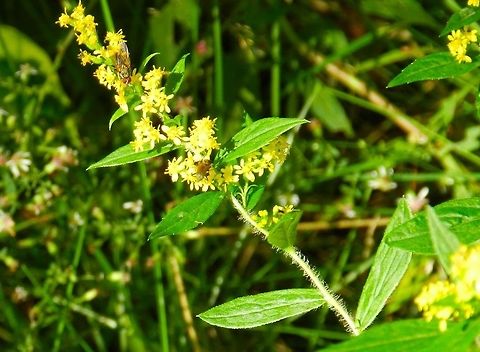 Yellow native flowers