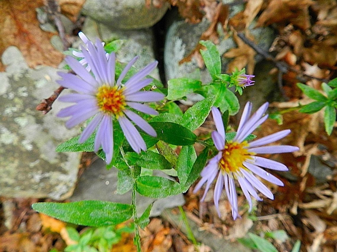 Purple aster  Geotagged,United States