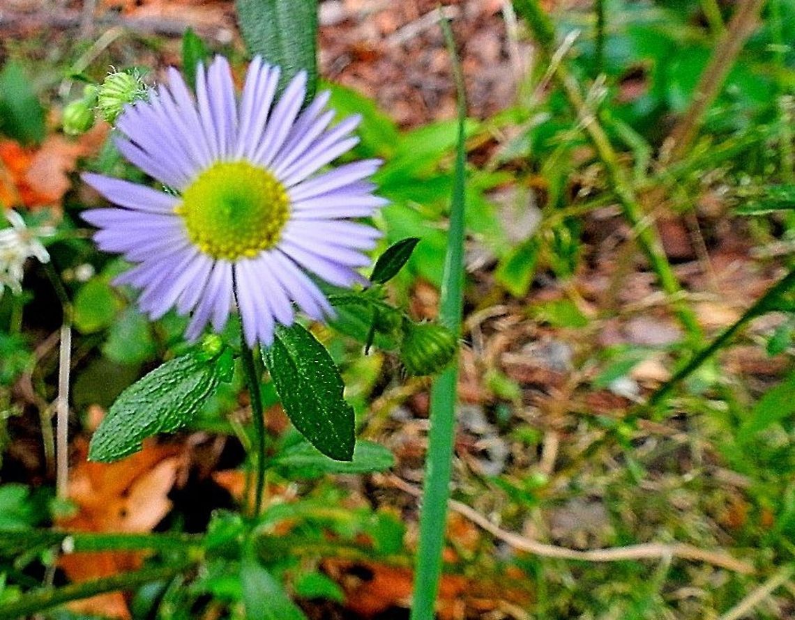 Purple aster