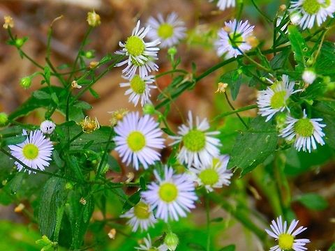Purple aster  Geotagged,United States