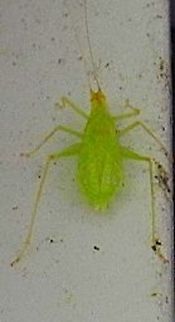 Neon green bug  Geotagged,United States