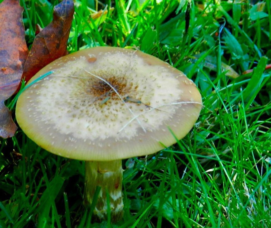 Edge of Forest mushroom  Geotagged,United States