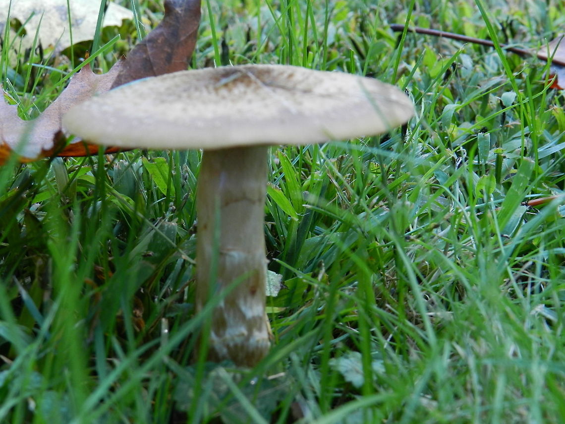 Mushroom in the edge of forest  Geotagged,United States