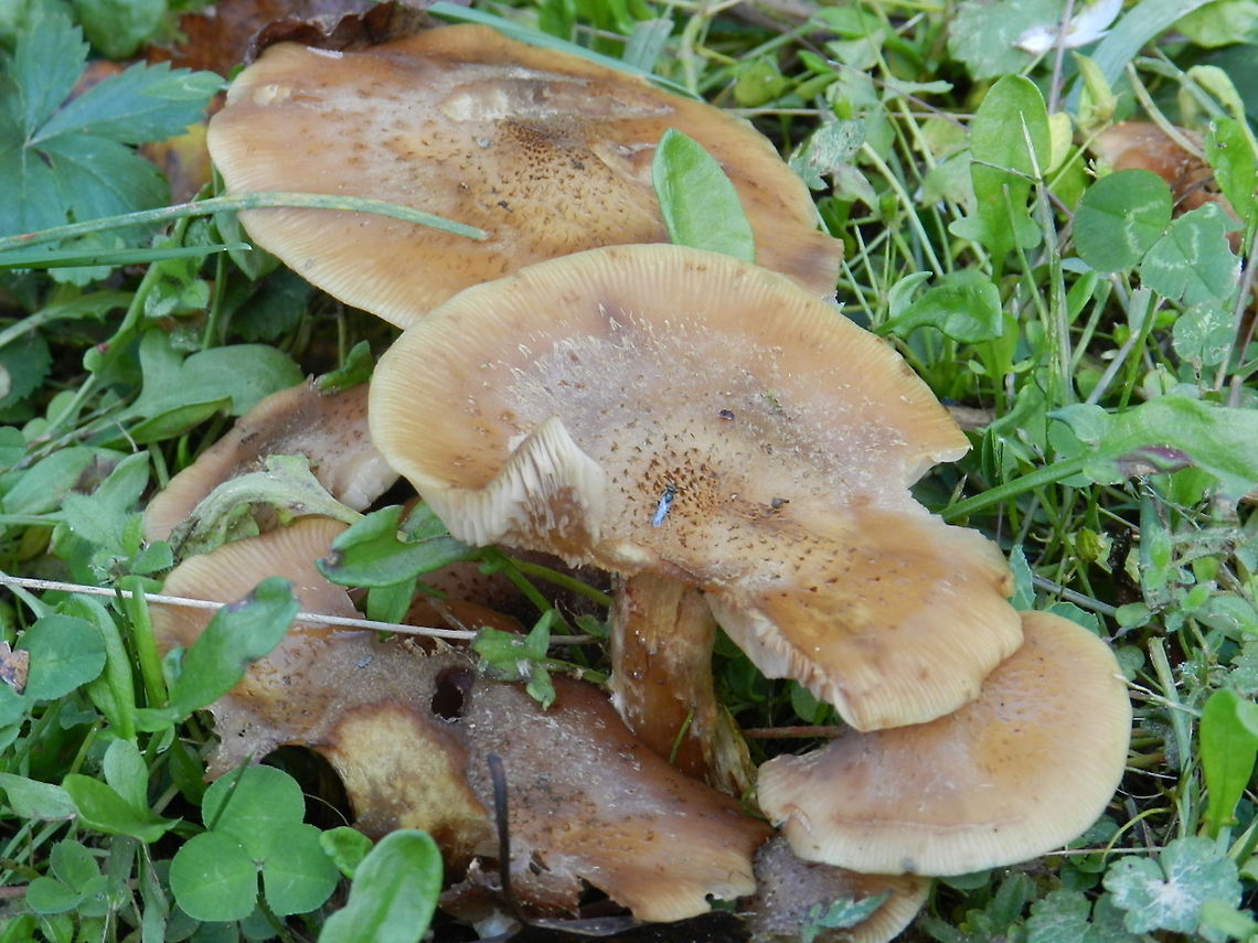 Mushrooms edge of forest  Geotagged,United States