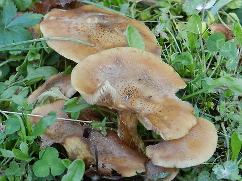 Mushrooms edge of forest  Geotagged,United States