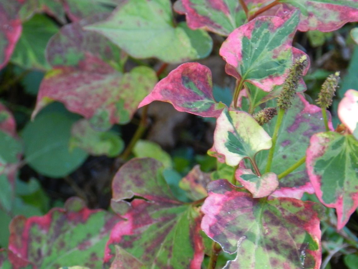Changing colors of autumn  Chameleon,Houttuynia cordata