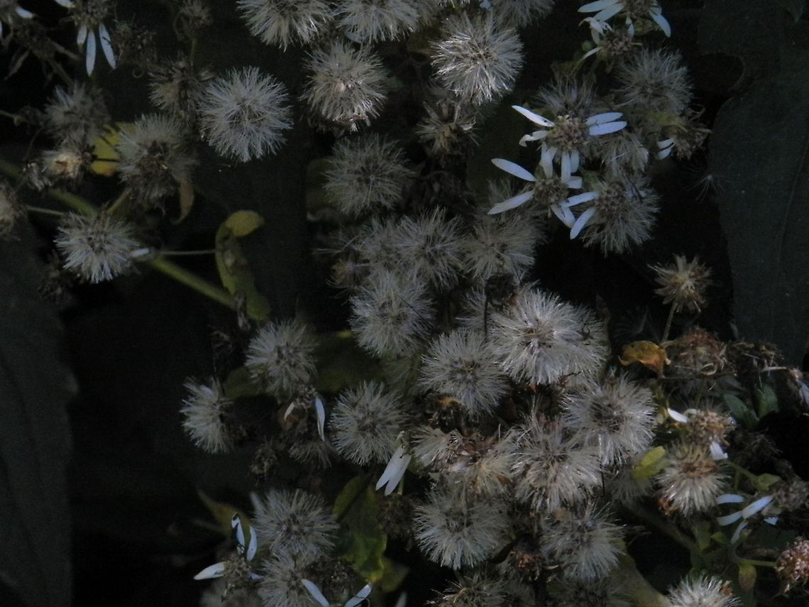 Wildflowers  Eurybia macrophylla,Geotagged,Largeleaf Aster,United States