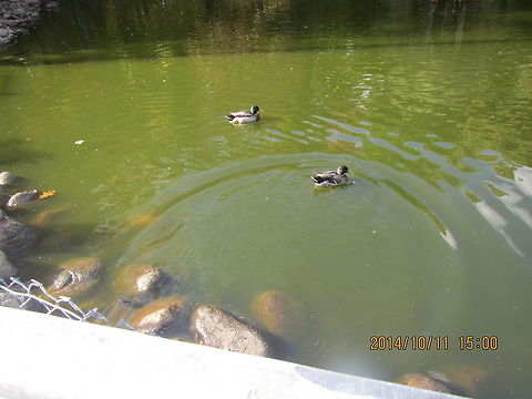 Mallard  Anas platyrhynchos,Geotagged,Mallard,United States