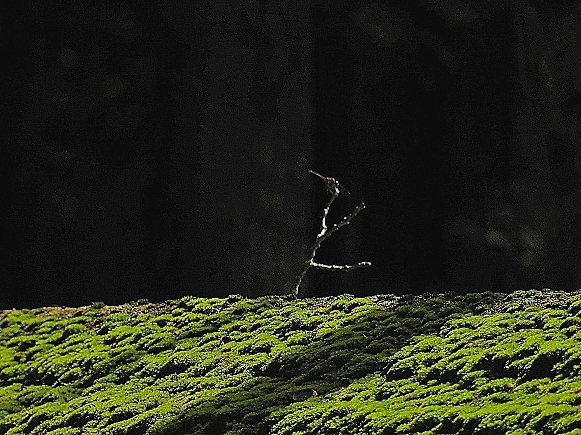 moss  Geotagged,Tillandsia usneoides,United States