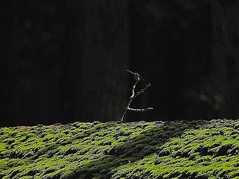moss  Geotagged,Tillandsia usneoides,United States