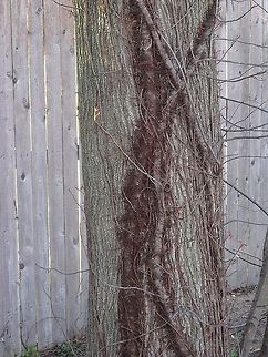 Poison Ivy  Geotagged,Poison ivy,Toxicodendron radicans,United States