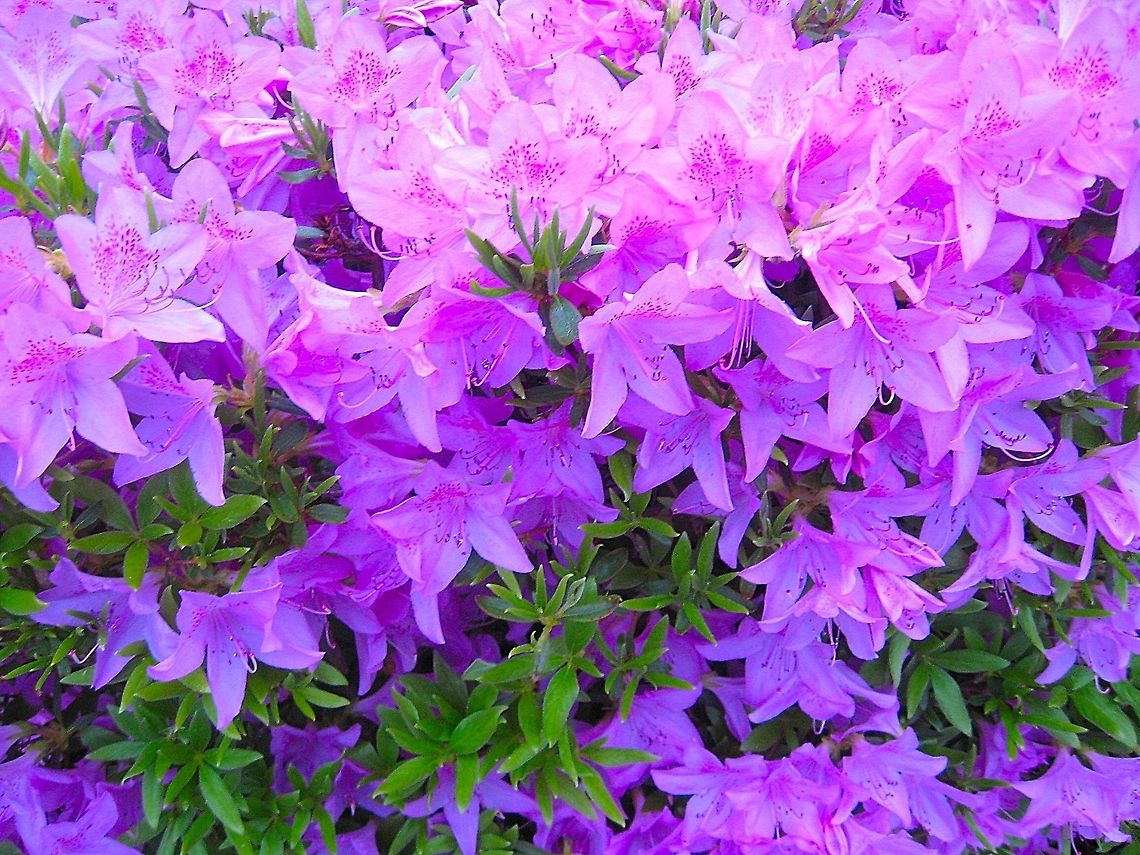 Purple_azalea  Rhododendron calendulaceum,Rhododendron ponticum