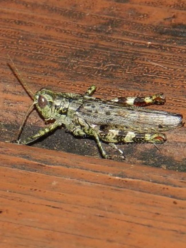 grasshopper  Geotagged,United States