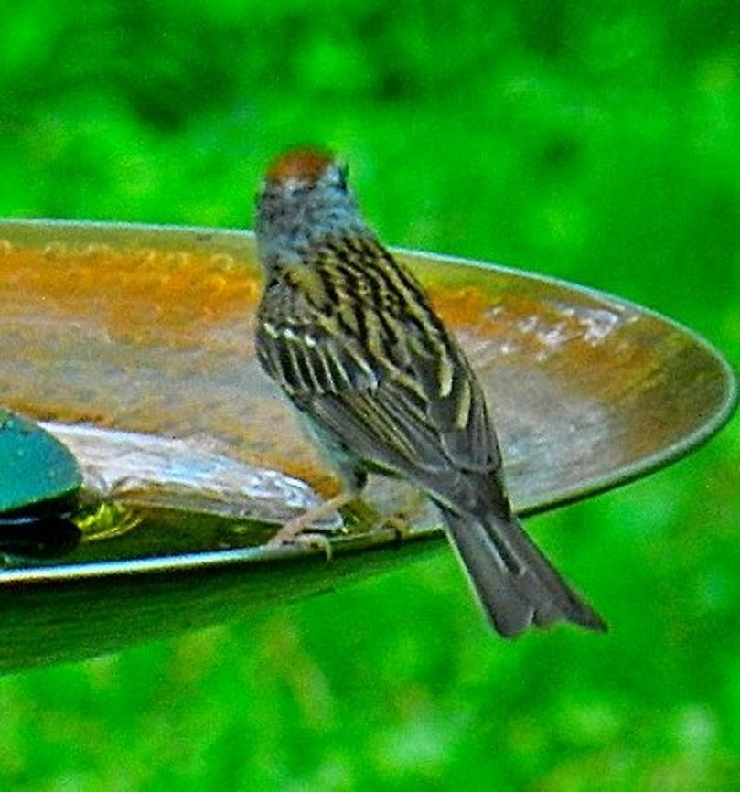Sparrow  Geotagged,United States