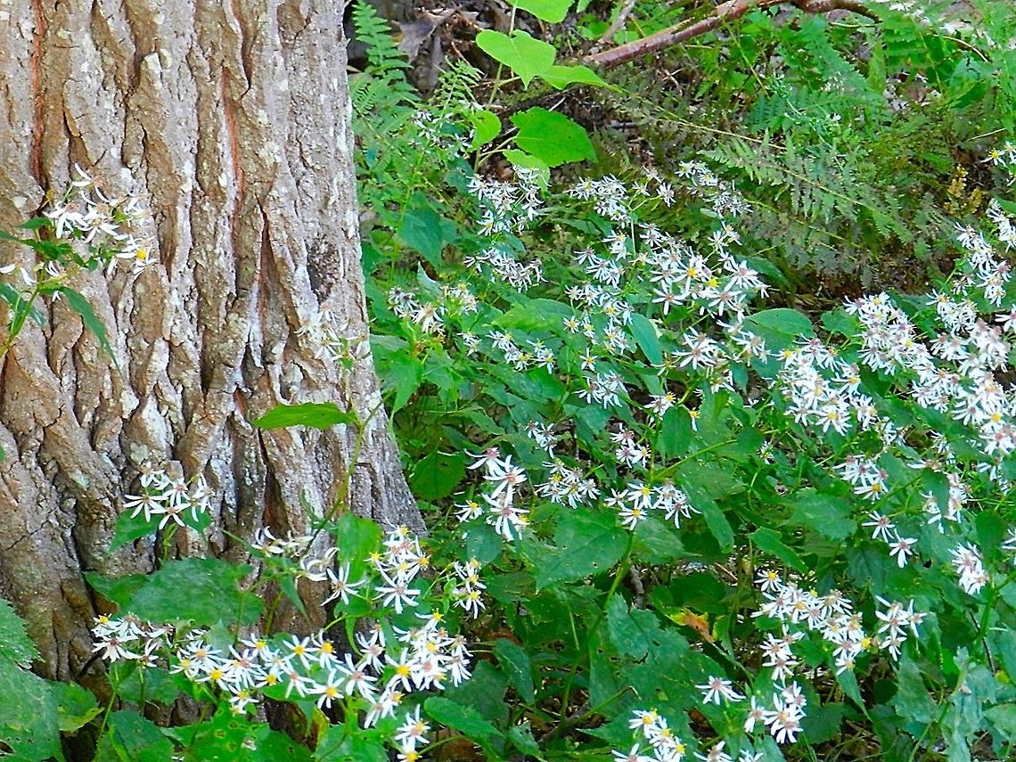 Forest  Eurybia macrophylla,Geotagged,Largeleaf Aster,United States