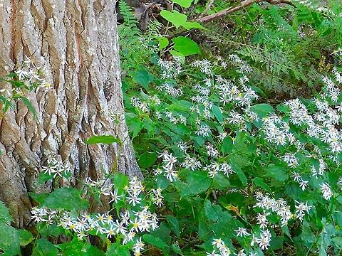 Forest  Eurybia macrophylla,Geotagged,Largeleaf Aster,United States