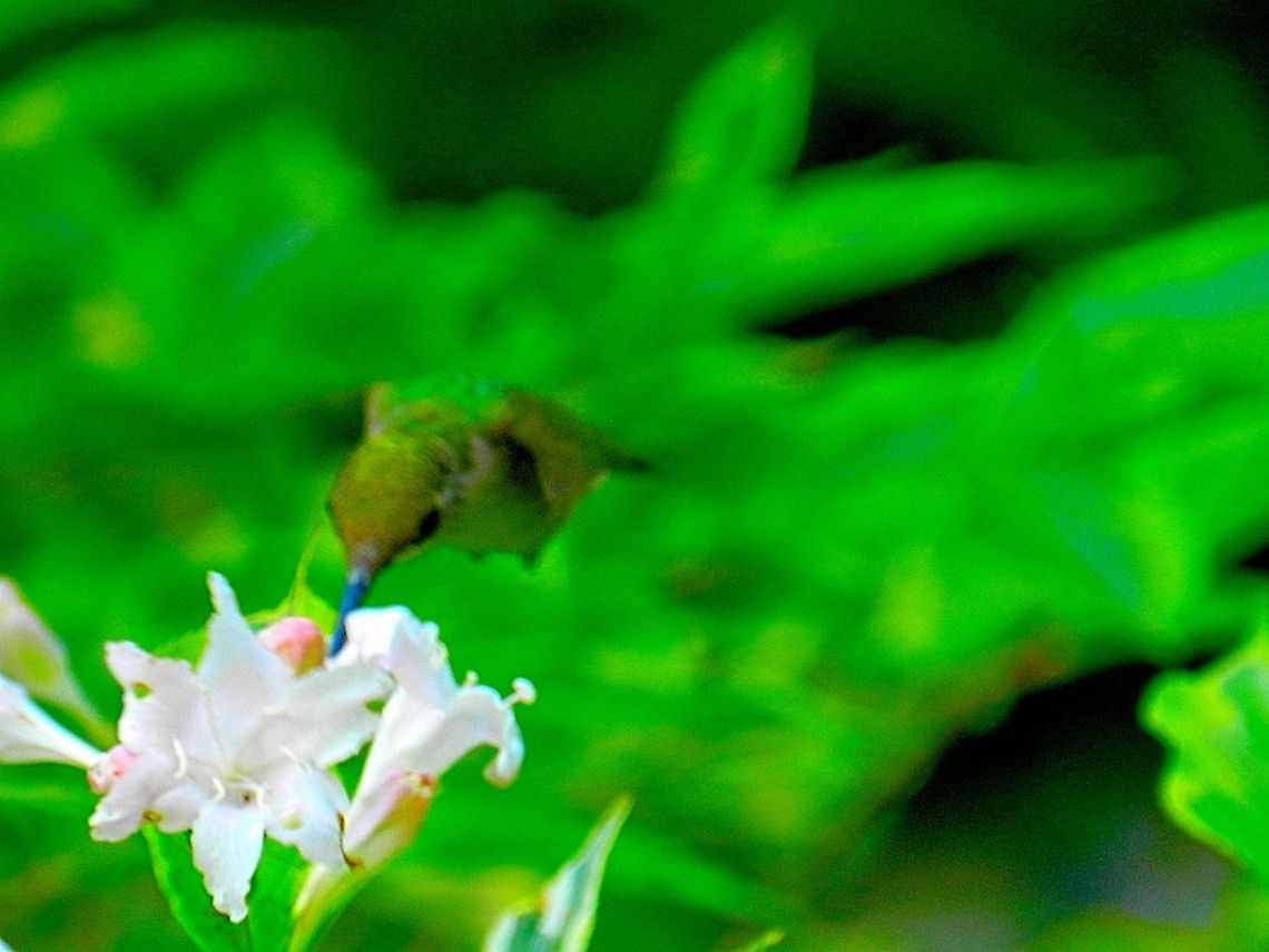 Hummingbird  Archilochus colubris,Geotagged,Ruby-throated hummingbird,United States