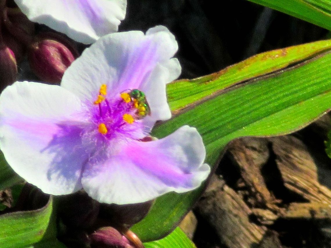purple flower  Geotagged,Tradescantia virginiana,United States,Virginia spiderwort