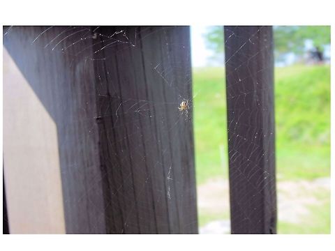 Spider  Geotagged,United States