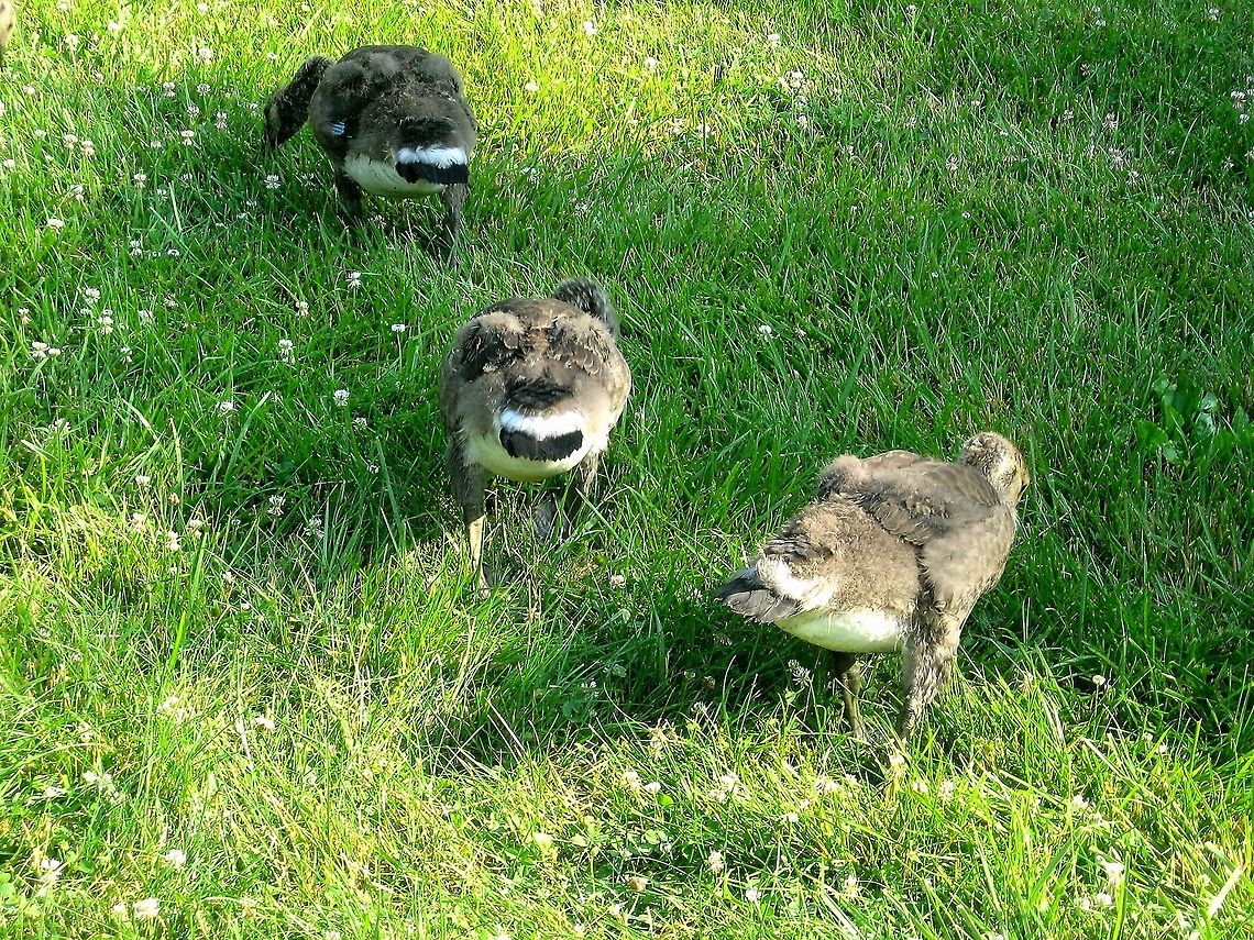 Juvenile Canadian goose  Branta canadensis,Canada goose,United States