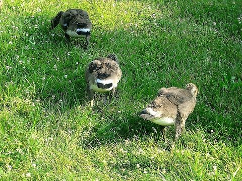 Juvenile Canadian goose  Branta canadensis,Canada goose,United States
