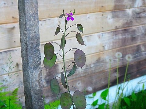 Money plant  Annual honesty,Lunaria annua